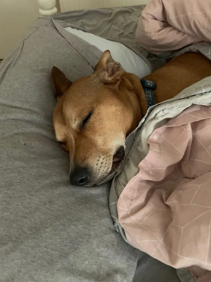 My Doggo Acting Like A Hooman