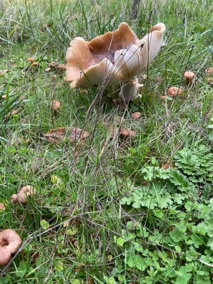 The Mystery Mushrooms Growing Outside. So Big. So Slimy. So Poisonous.