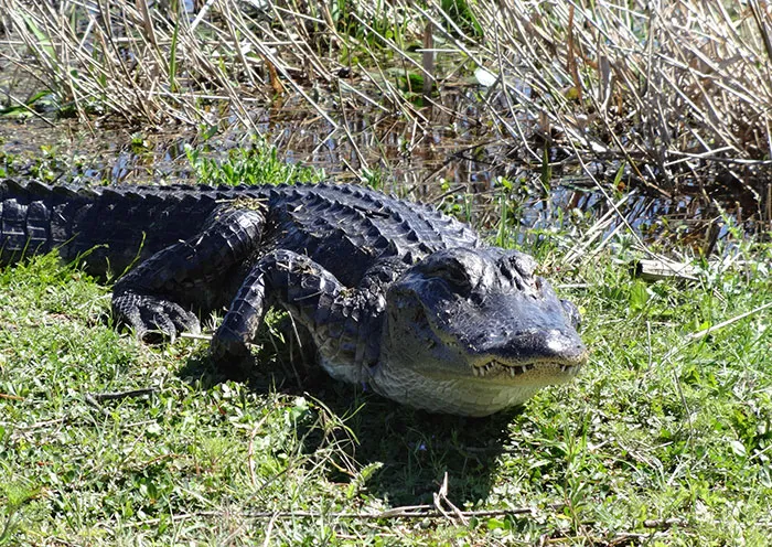 How To Survive An Encounter With An Alligator