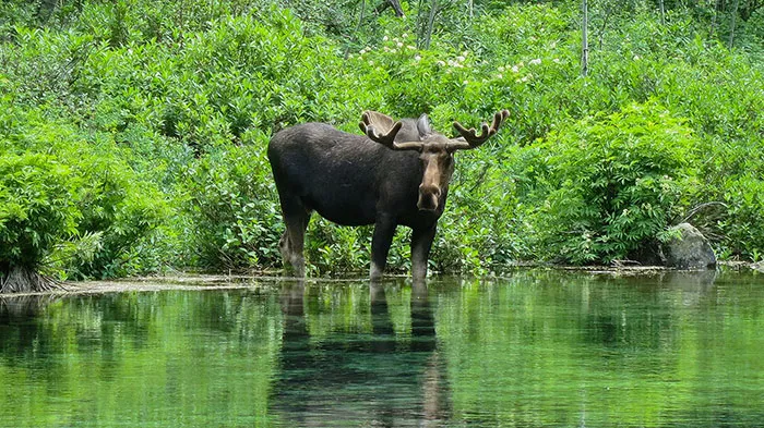 How To Survive A Moose Attack