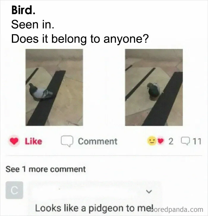 Lost Bird