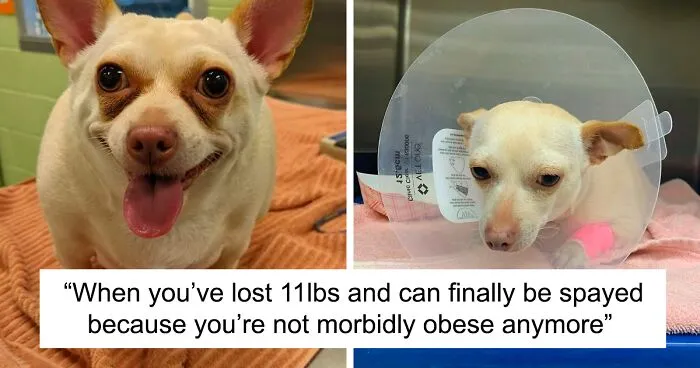 This Chihuahua Was Left In A Shelter To Be Euthanized Because Of Her Weight