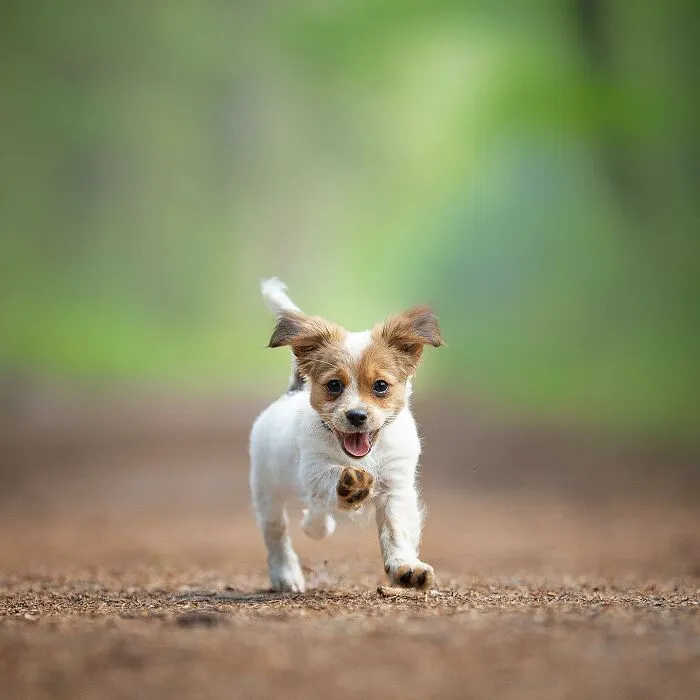 I Captured Dogs On The Run, And The Results Are The Most Adorable Faces Of Joy (30 Pics)