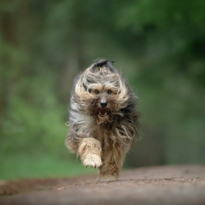 I Captured Dogs On The Run, And The Results Are The Most Adorable Faces Of Joy (30 Pics)