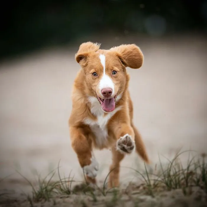 I Captured Dogs On The Run, And The Results Are The Most Adorable Faces Of Joy (30 Pics)