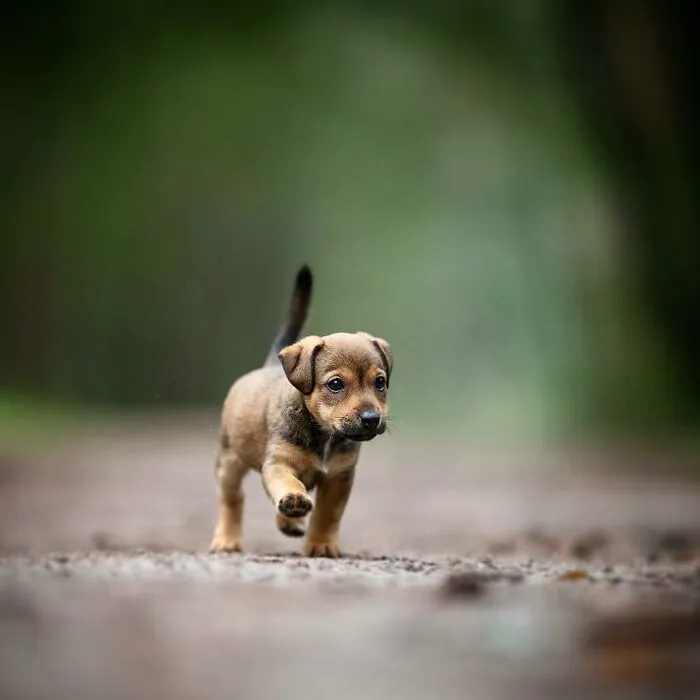 I Captured Dogs On The Run, And The Results Are The Most Adorable Faces Of Joy (30 Pics)