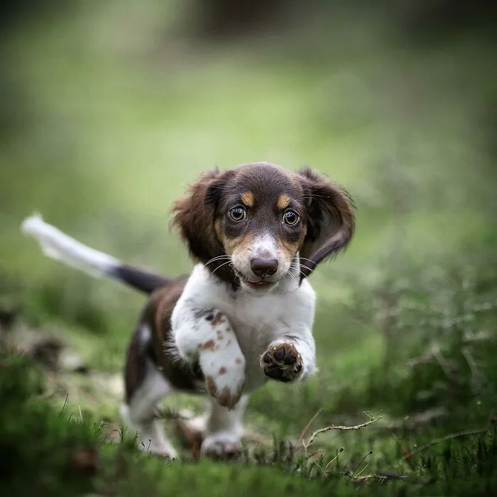 I Captured Dogs On The Run, And The Results Are The Most Adorable Faces Of Joy (30 Pics)