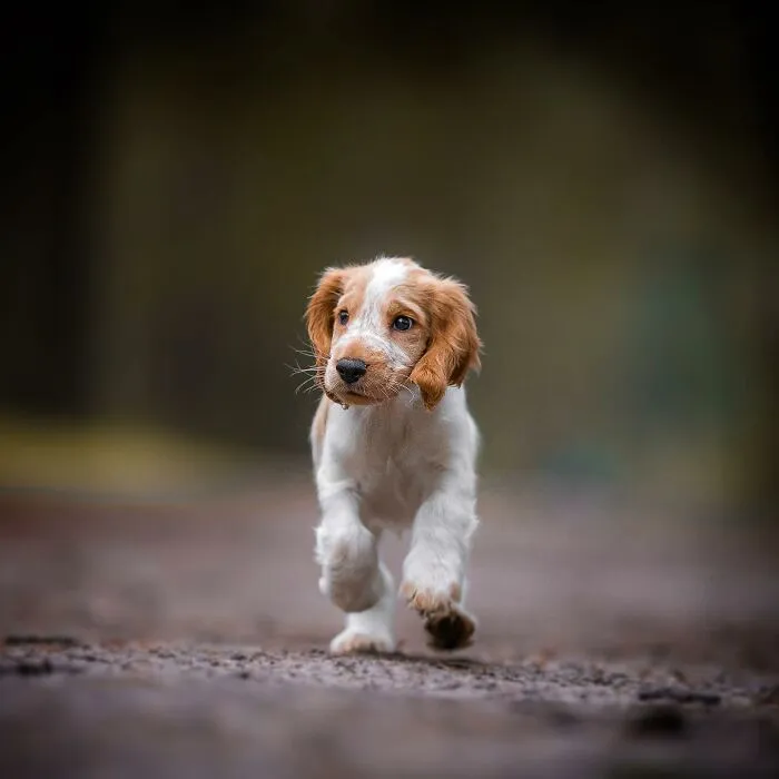 I Captured Dogs On The Run, And The Results Are The Most Adorable Faces Of Joy (30 Pics)