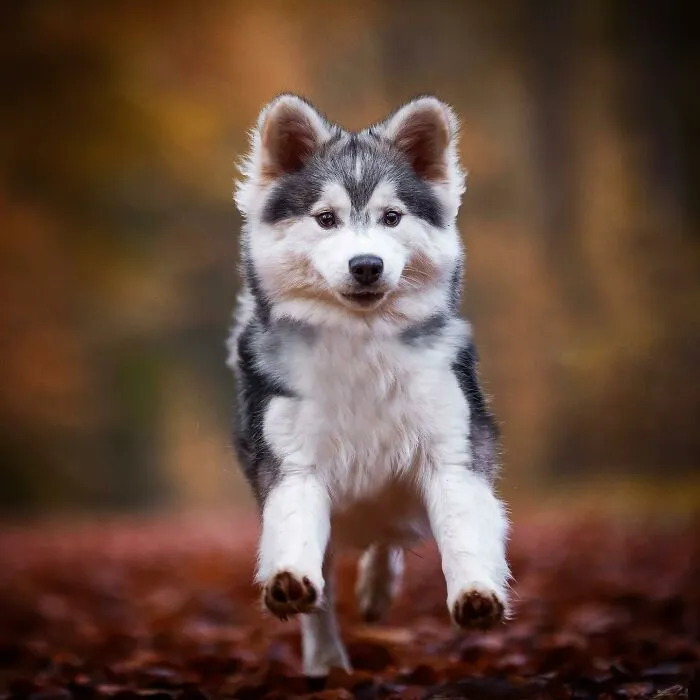 I Captured Dogs On The Run, And The Results Are The Most Adorable Faces Of Joy (30 Pics)