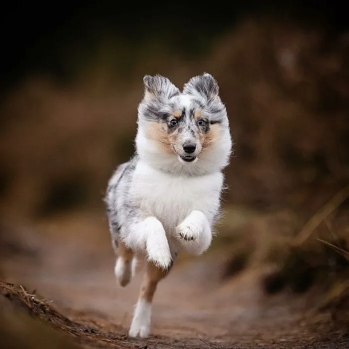I Captured Dogs On The Run, And The Results Are The Most Adorable Faces Of Joy (30 Pics)