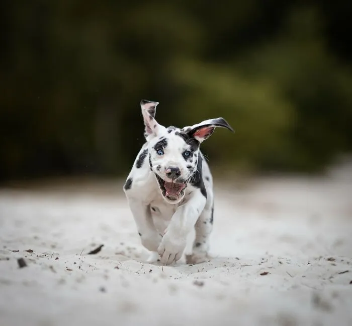 I Captured Dogs On The Run, And The Results Are The Most Adorable Faces Of Joy (30 Pics)