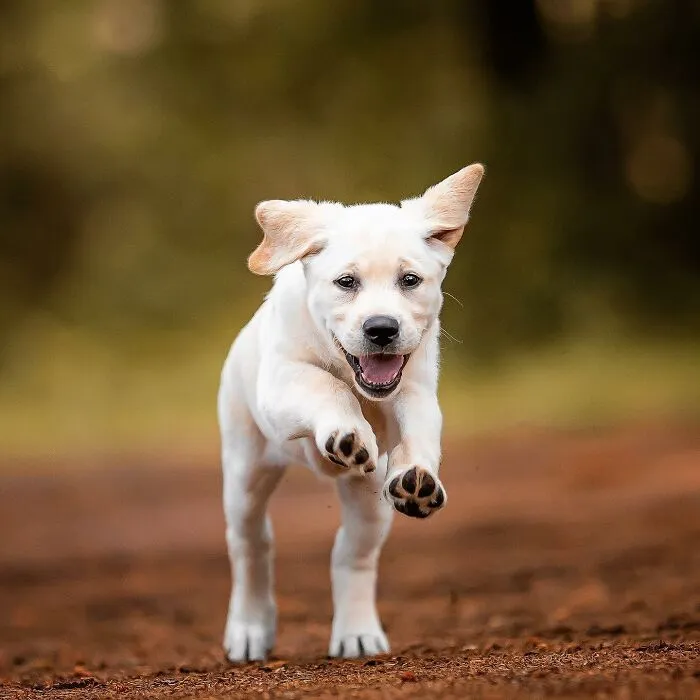 I Captured Dogs On The Run, And The Results Are The Most Adorable Faces Of Joy (30 Pics)