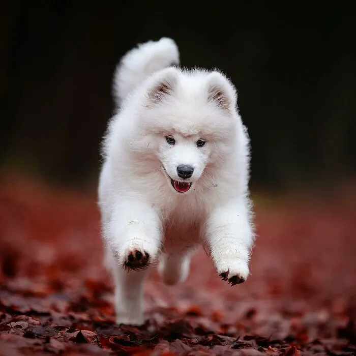 I Captured Dogs On The Run, And The Results Are The Most Adorable Faces Of Joy (30 Pics)