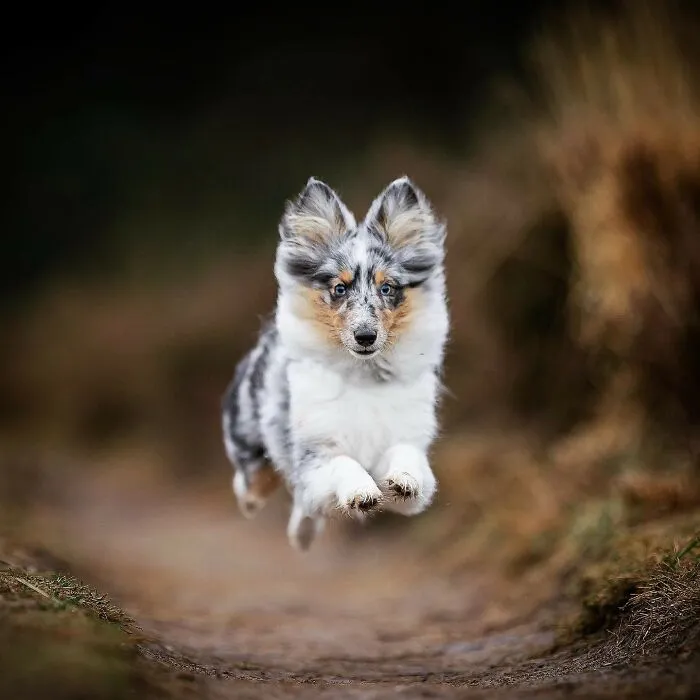 I Captured Dogs On The Run, And The Results Are The Most Adorable Faces Of Joy (30 Pics)