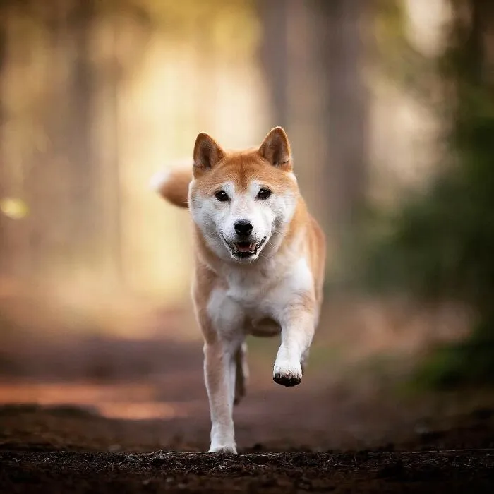 I Captured Dogs On The Run, And The Results Are The Most Adorable Faces Of Joy (30 Pics)