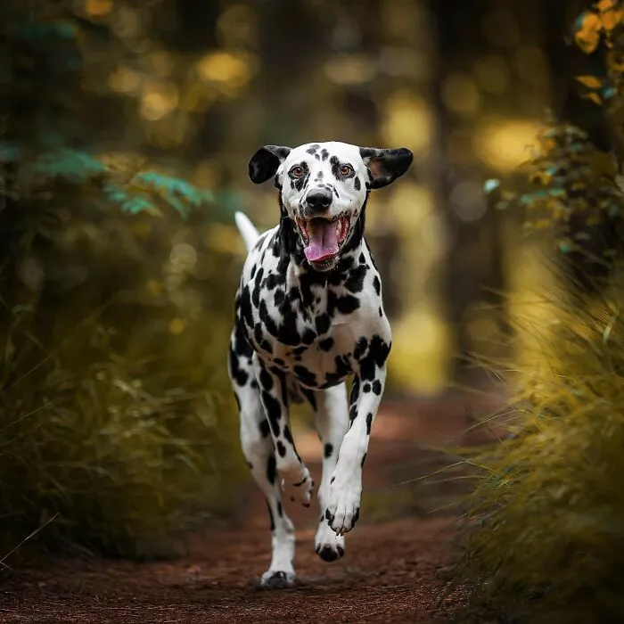 I Captured Dogs On The Run, And The Results Are The Most Adorable Faces Of Joy (30 Pics)