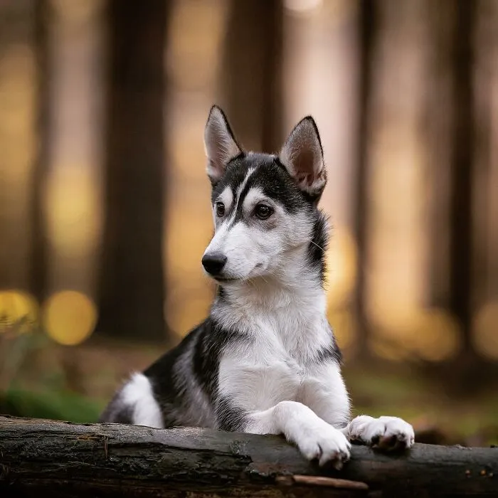 Throughout My Career As A Dog Photographer I've Met A Lot Of Wonderful Four-Legged Models, Here Are My Favorite Pictures (30 Pics)