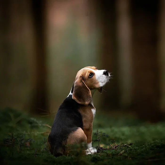 Throughout My Career As A Dog Photographer I've Met A Lot Of Wonderful Four-Legged Models, Here Are My Favorite Pictures (30 Pics)