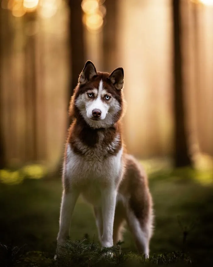 Throughout My Career As A Dog Photographer I've Met A Lot Of Wonderful Four-Legged Models, Here Are My Favorite Pictures (30 Pics)