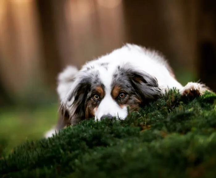 Throughout My Career As A Dog Photographer I've Met A Lot Of Wonderful Four-Legged Models, Here Are My Favorite Pictures (30 Pics)