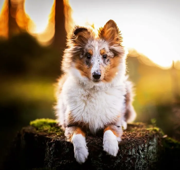 Throughout My Career As A Dog Photographer I've Met A Lot Of Wonderful Four-Legged Models, Here Are My Favorite Pictures (30 Pics)