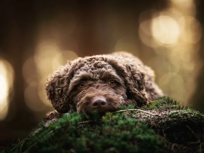 Throughout My Career As A Dog Photographer I've Met A Lot Of Wonderful Four-Legged Models, Here Are My Favorite Pictures (30 Pics)