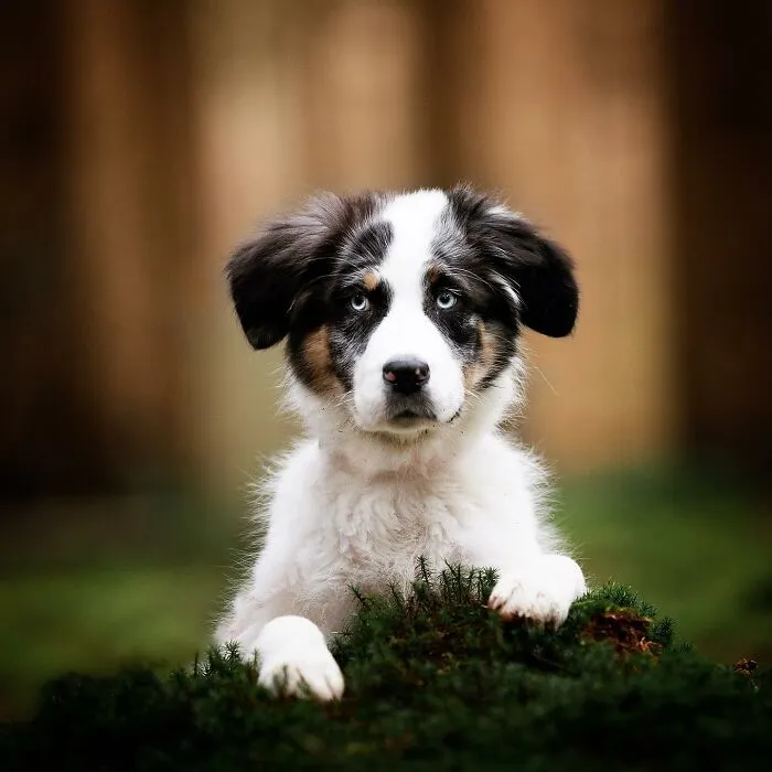 Throughout My Career As A Dog Photographer I've Met A Lot Of Wonderful Four-Legged Models, Here Are My Favorite Pictures (30 Pics)