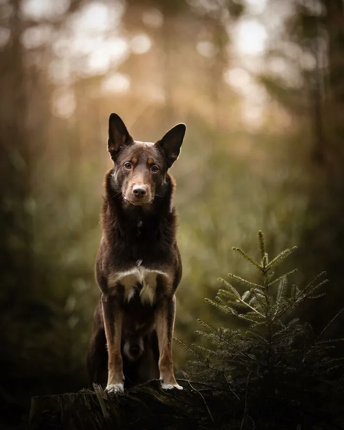 Throughout My Career As A Dog Photographer I've Met A Lot Of Wonderful Four-Legged Models, Here Are My Favorite Pictures (30 Pics)