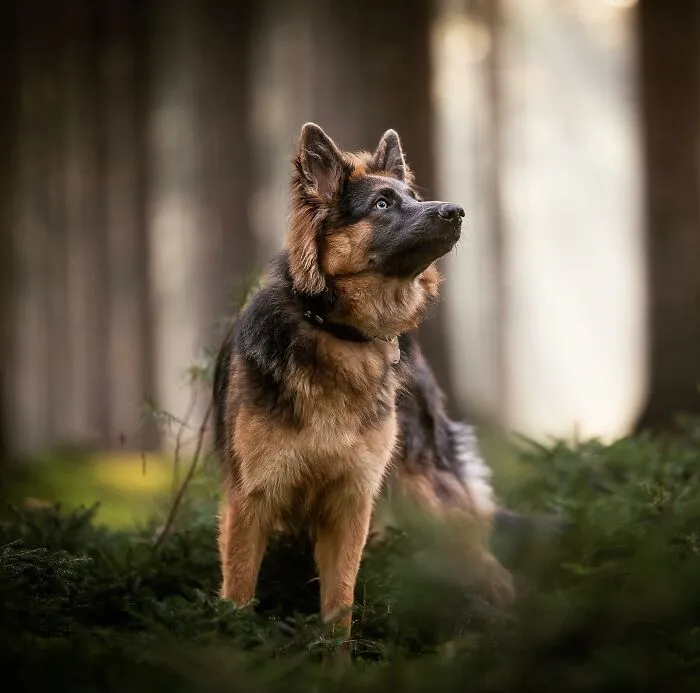 Throughout My Career As A Dog Photographer I've Met A Lot Of Wonderful Four-Legged Models, Here Are My Favorite Pictures (30 Pics)