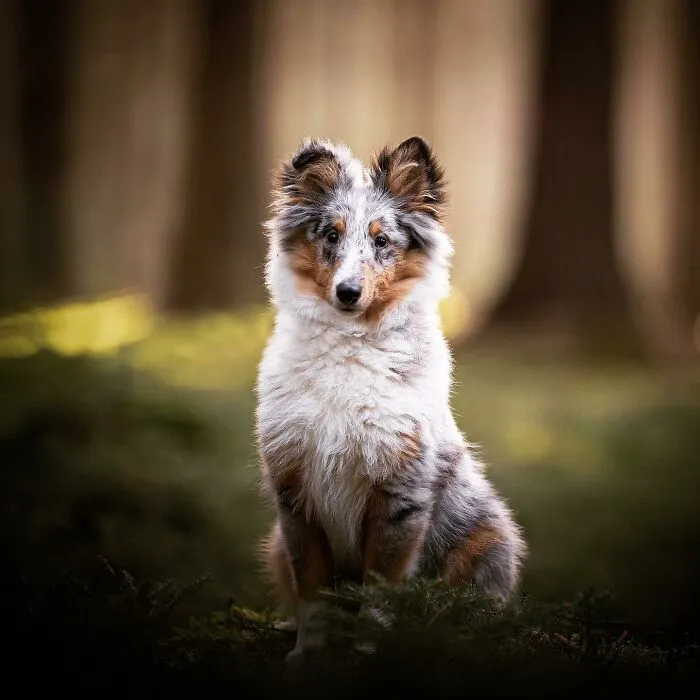 Throughout My Career As A Dog Photographer I've Met A Lot Of Wonderful Four-Legged Models, Here Are My Favorite Pictures (30 Pics)