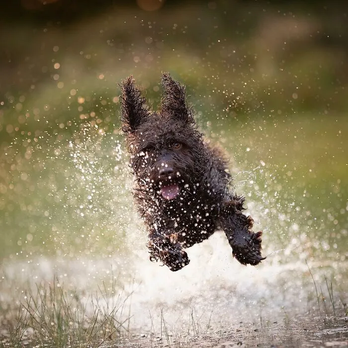I Captured Dogs On The Run, And The Results Are The Most Adorable Faces Of Joy (30 Pics)