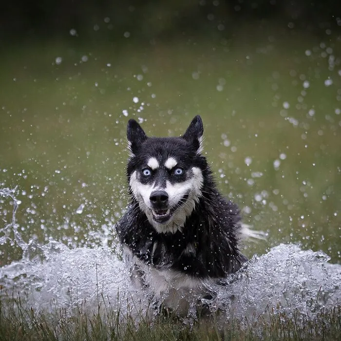 I Captured Dogs On The Run, And The Results Are The Most Adorable Faces Of Joy (30 Pics)
