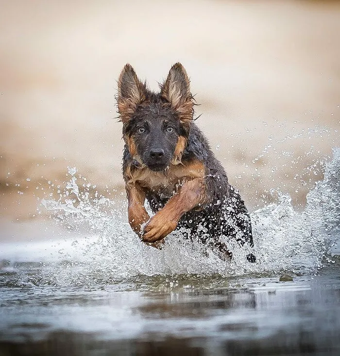 I Captured Dogs On The Run, And The Results Are The Most Adorable Faces Of Joy (30 Pics)
