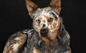 10 Heartwarming Pictures Of Adorable Deaf Dogs That Stole My Heart