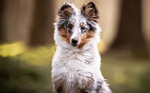 Throughout My Career As A Dog Photographer I've Met A Lot Of Wonderful Four-Legged Models, Here Are My Favorite Pictures (30 Pics)