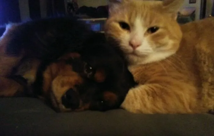 Snuggly Nap Time