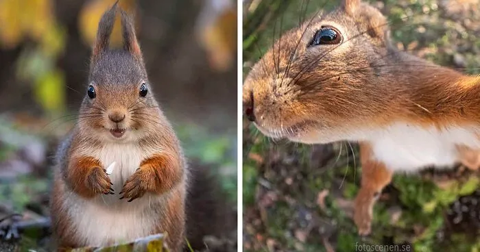 I Became Friends With A Squirrel And Documented Our Friendship With Funny Photos (70 Pics)