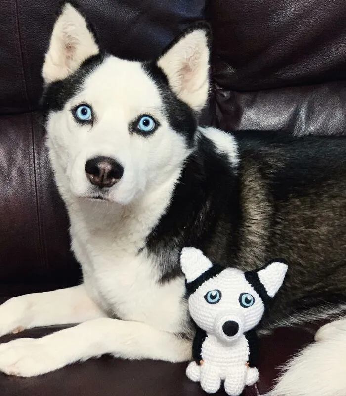 29 Stuffed Animals That I Created Based On Other People's Pets