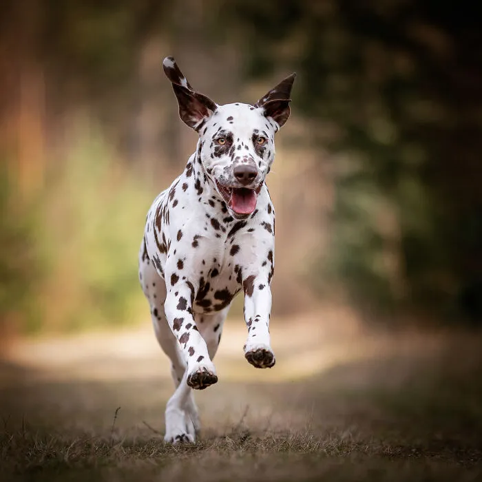 15 Dog Pictures I’ve Captured During Golden Hour