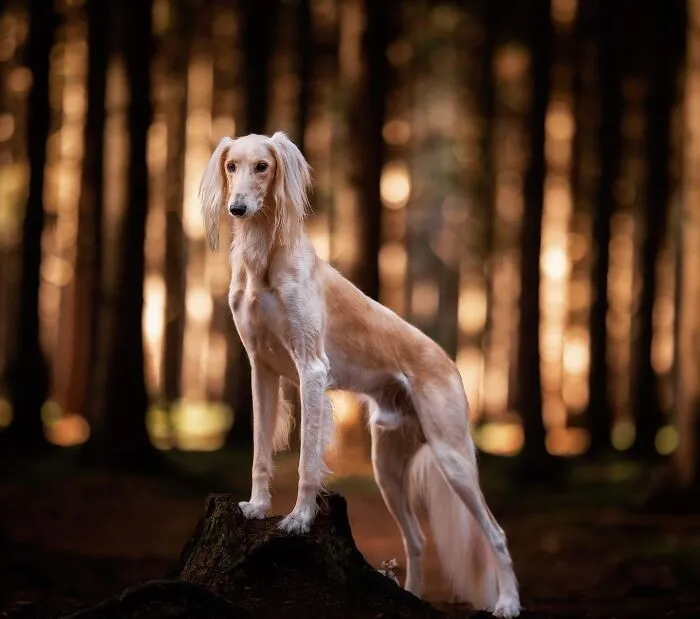 15 Dog Pictures I’ve Captured During Golden Hour