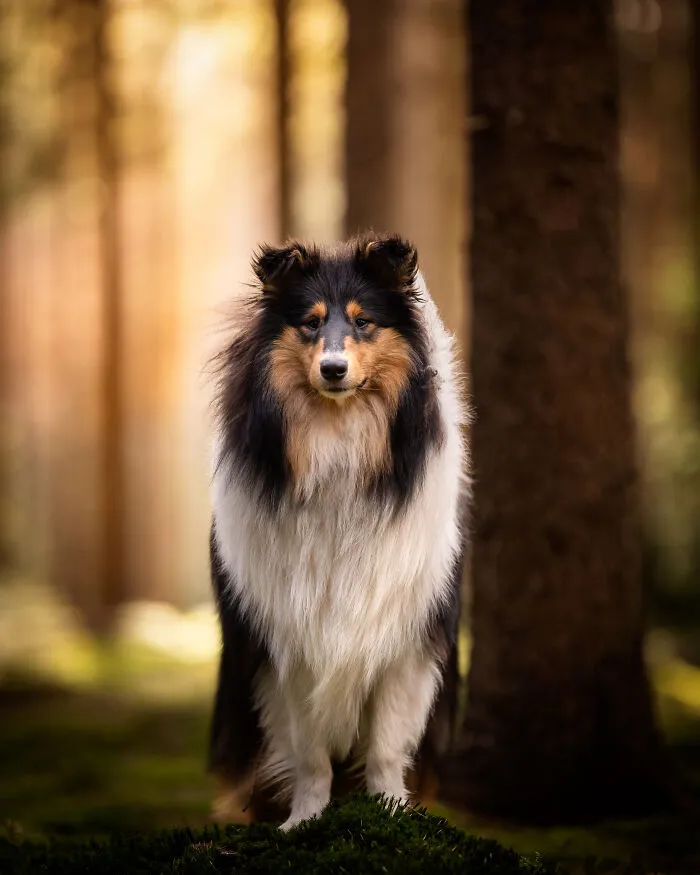 15 Dog Pictures I’ve Captured During Golden Hour