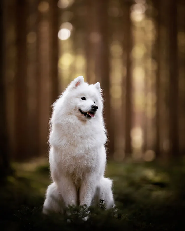 15 Dog Pictures I’ve Captured During Golden Hour