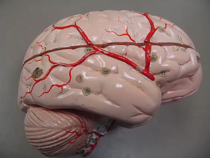 Animal Eyes And Brains