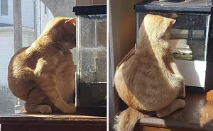 50 Cats Acting So Weird, People Just Had To Take A Pic, As Shared On This Twitter Page
