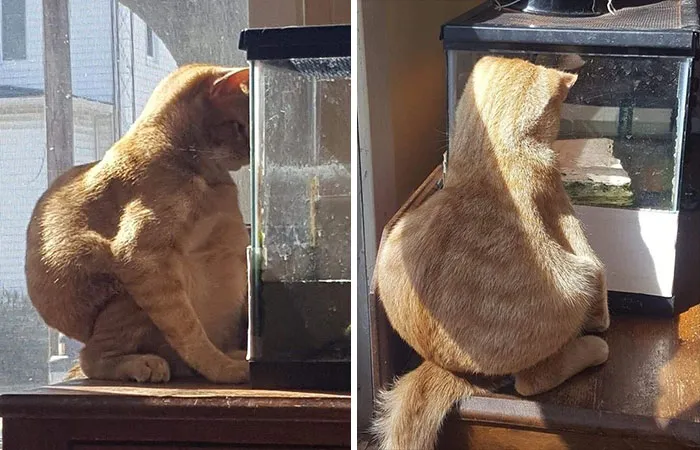 Cats-Being-Weird-Weirdlilguys