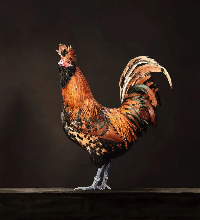 Here Are 15 Photos By This Artist That Reveal How Hens And Roosters Are Walking Pieces Of Art