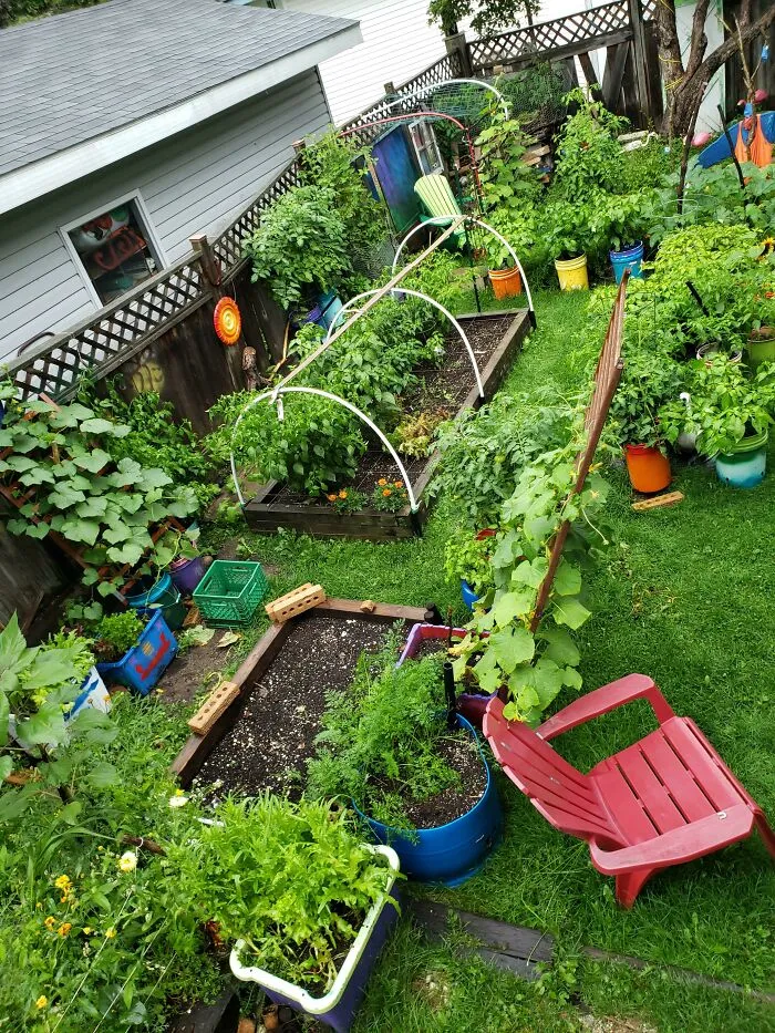 Proyecto de huerto urbano de coste cero en el norte de Canadá. Cosechando diariamente y plantando cultivos de producción rápida en clima frío como rábanos, espinacas, lechuga y acelgas