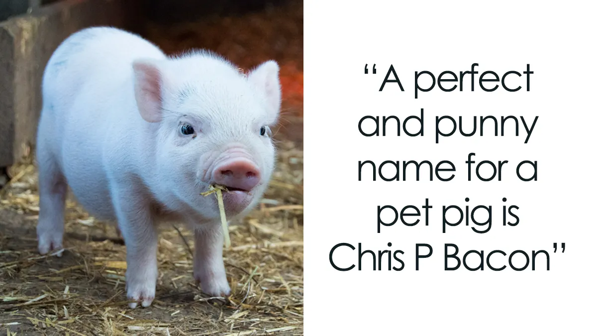 125 Pig Puns That Might Make You Squeal With Joy