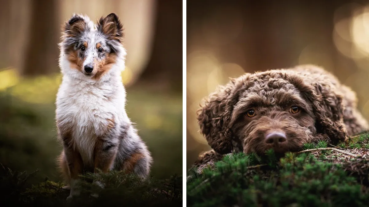 Throughout My Career As A Dog Photographer I've Met A Lot Of Wonderful Four-Legged Models, Here Are My Favorite Pictures (30 Pics)