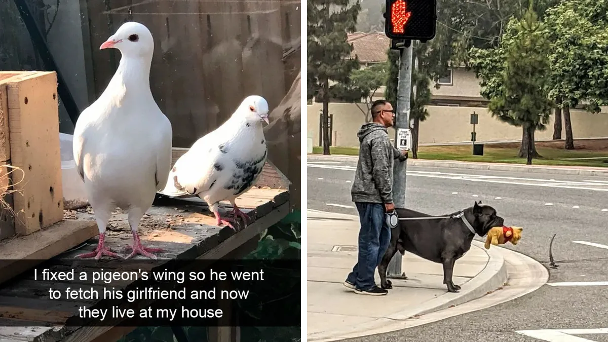 50 Uplifting Animal Pictures To Help You Get Through The Week